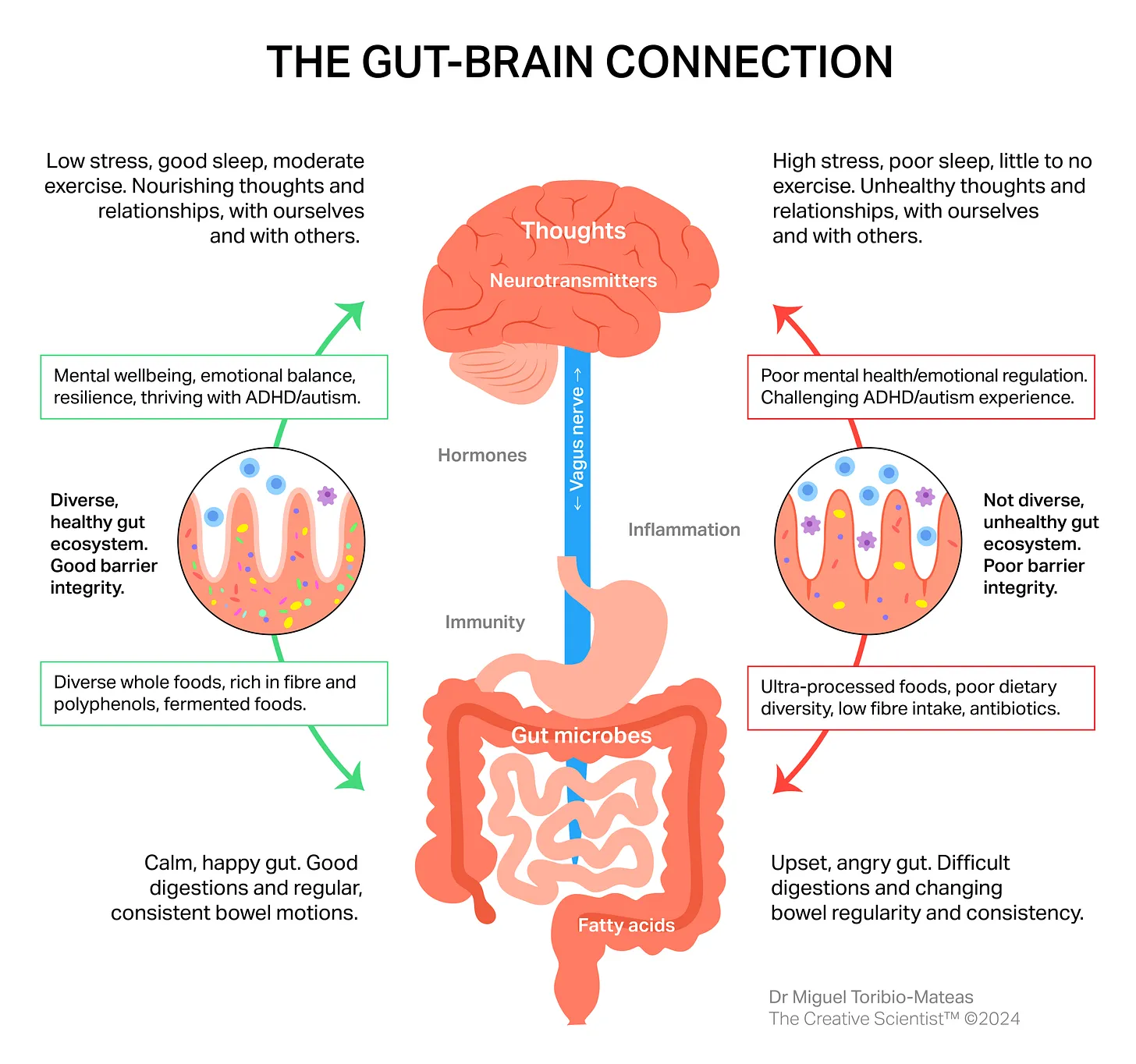 The Gut-Brain Connection