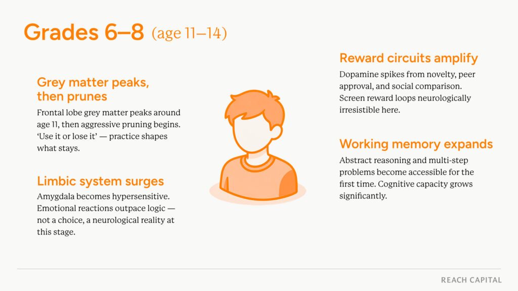 Developmental neuroscience grades 6 8